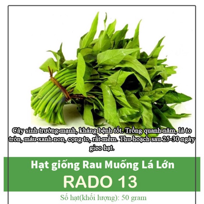 Hạt giống Rau muống lá lớn 50gr