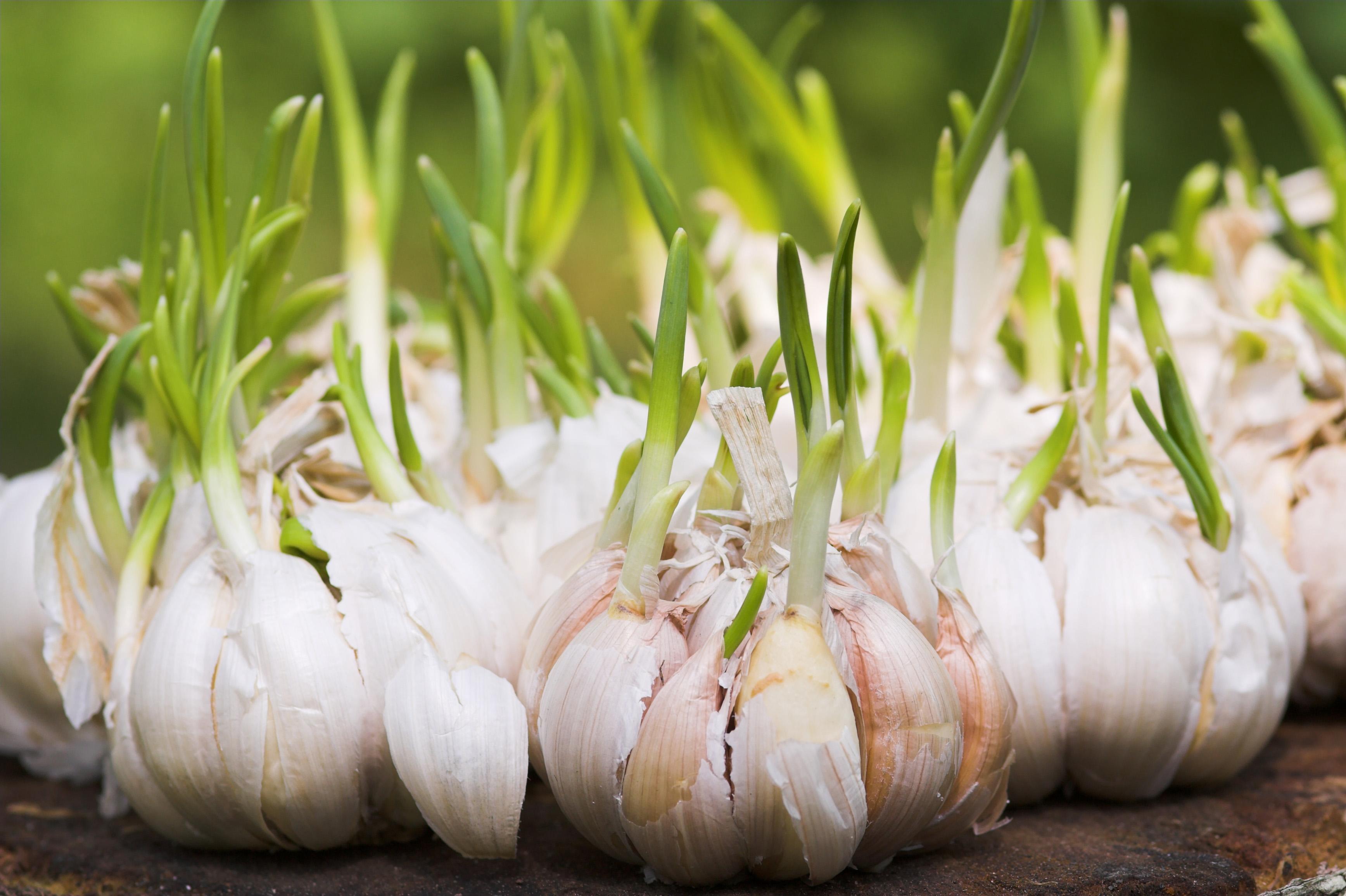 Tỏi Khô Nguyên Tép Ông Chà Và 1kg