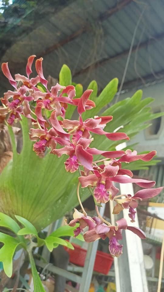 Hoa lan denro hổ mang cam