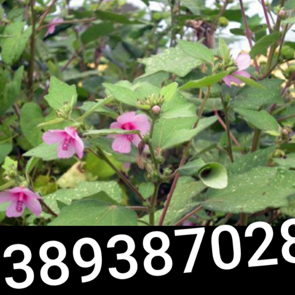cây ké hoa đào,500g
