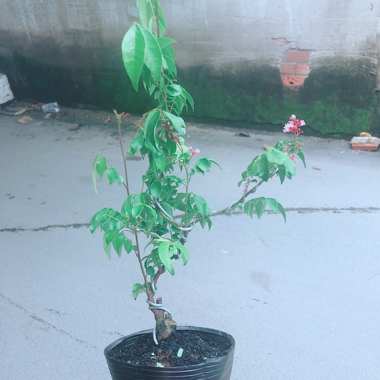 Cây Khế Bonsai