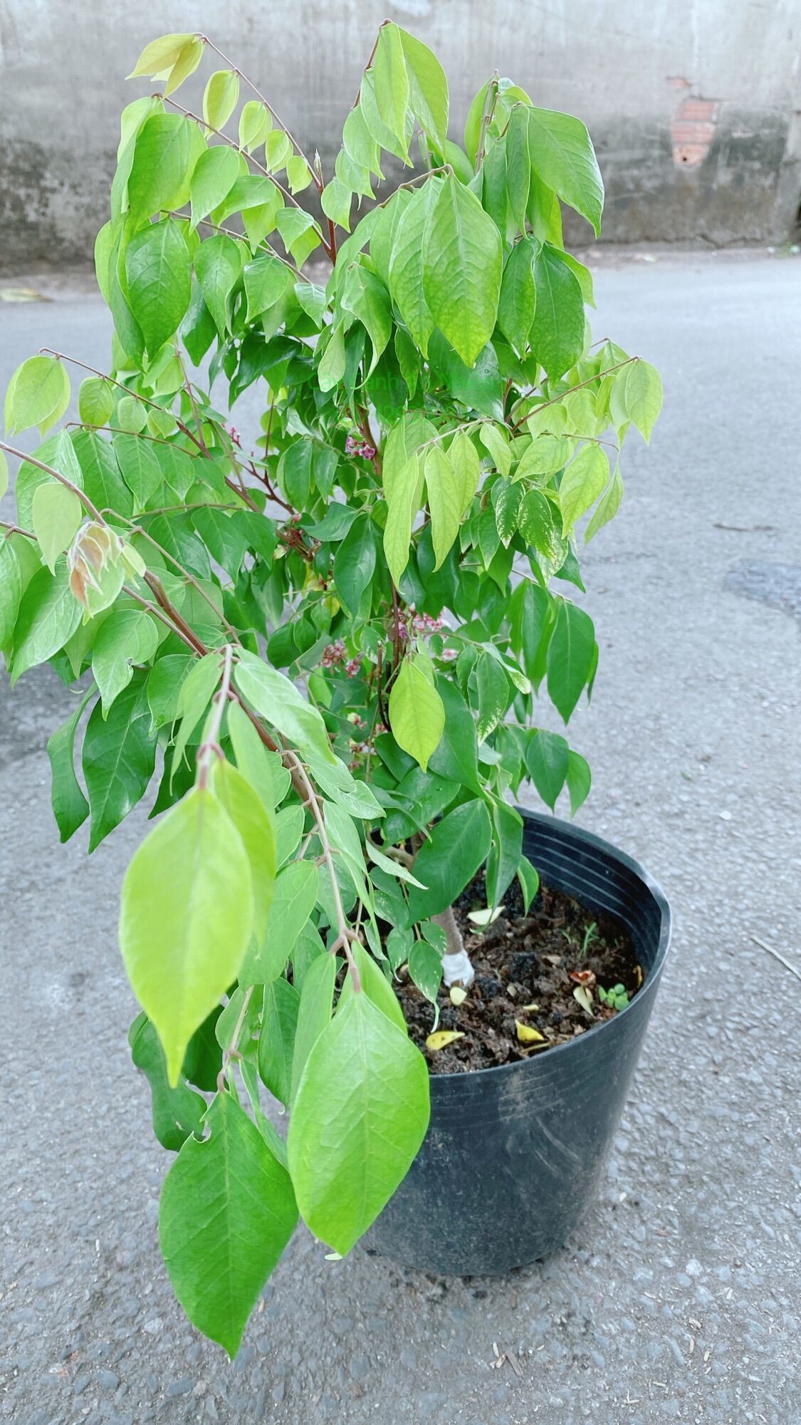 Khế Ngọt Cho Sai Trái