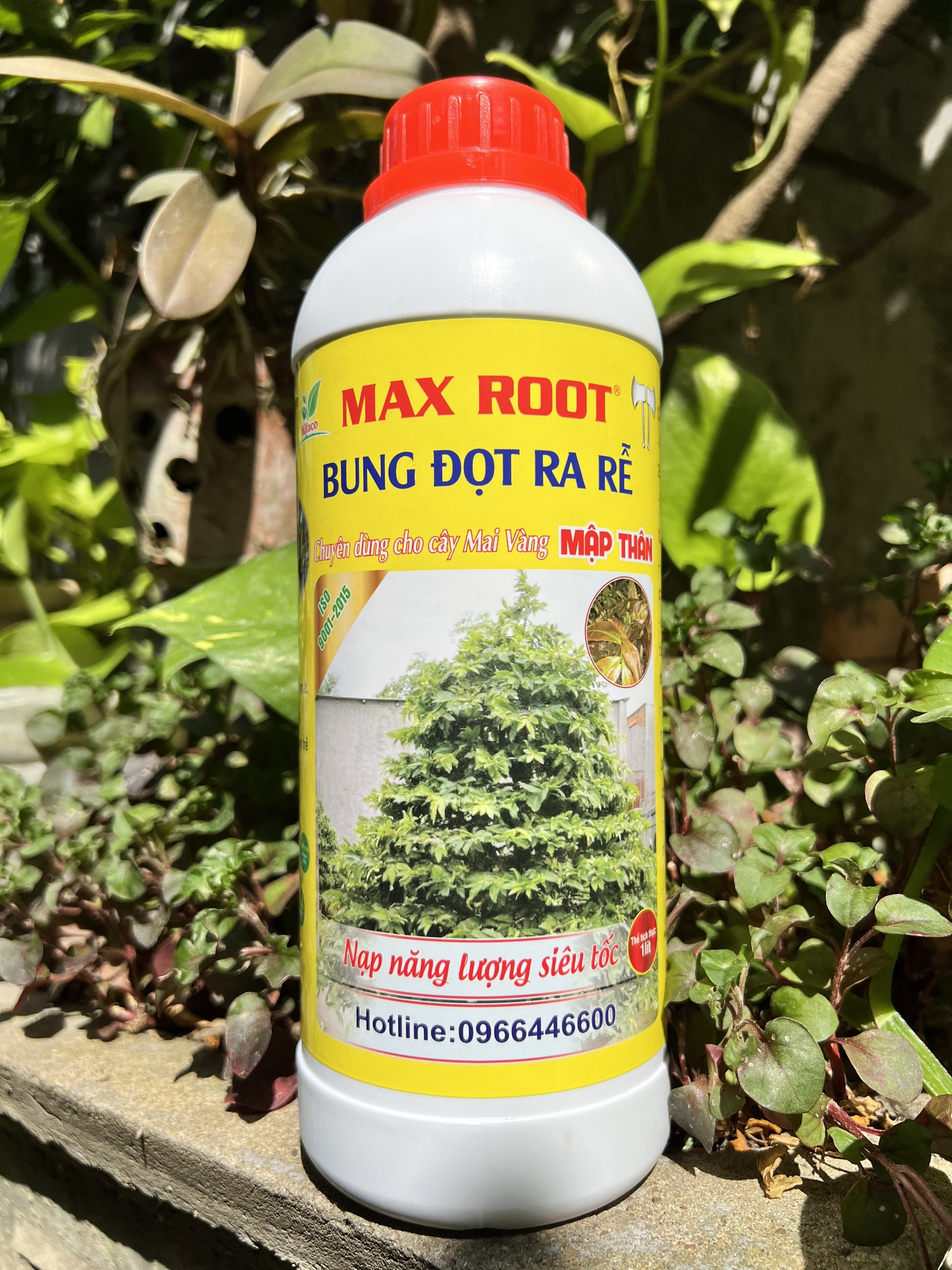 Phân Bón Chuyên Mai Vàng Max Root Bung Đọt Ra Rễ Chai 1 Lít