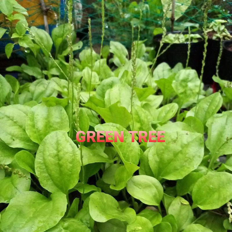Cây giống mã đề