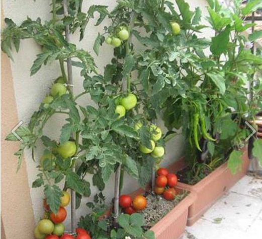 "Gói 30 Hạt " Hạt giống cà chua hình trái tim đỏ