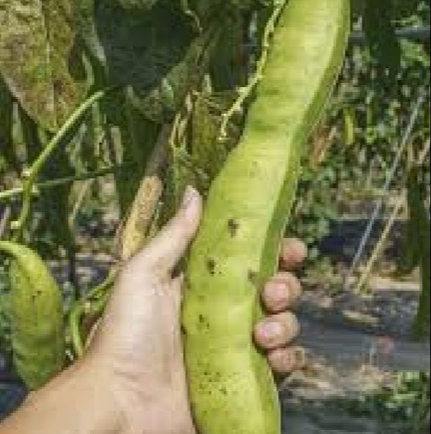 Hạt giống đậu hồng ngự-gói 5 hạt