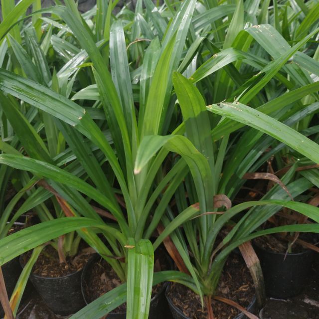 Cây giống Lá Dứa - Trang Flower