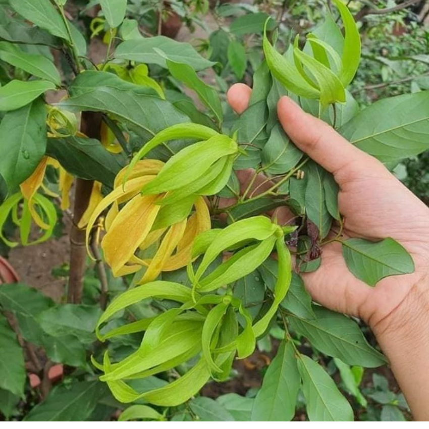 cây giống hoa dẻ thơm nức khắp xóm