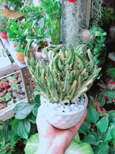 Chậu Cây Xương Rồng Thanh Sơn