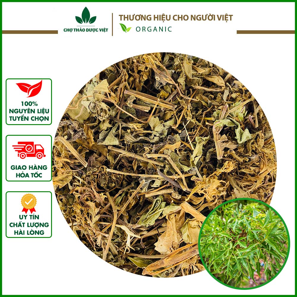 Lá đinh lăng sấy khô 1kg - Chợ Thảo Dược Việt