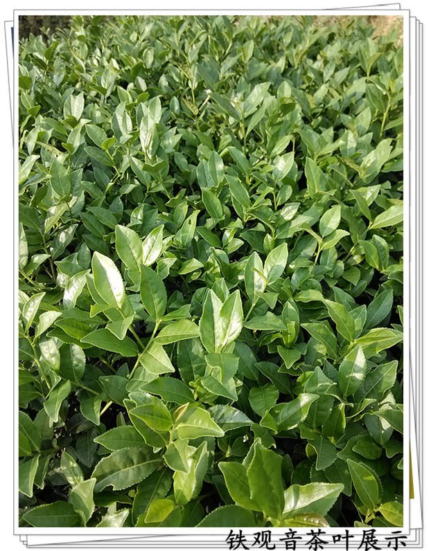 Trà Thiết Quan Âm Hộp Thiếc 250G