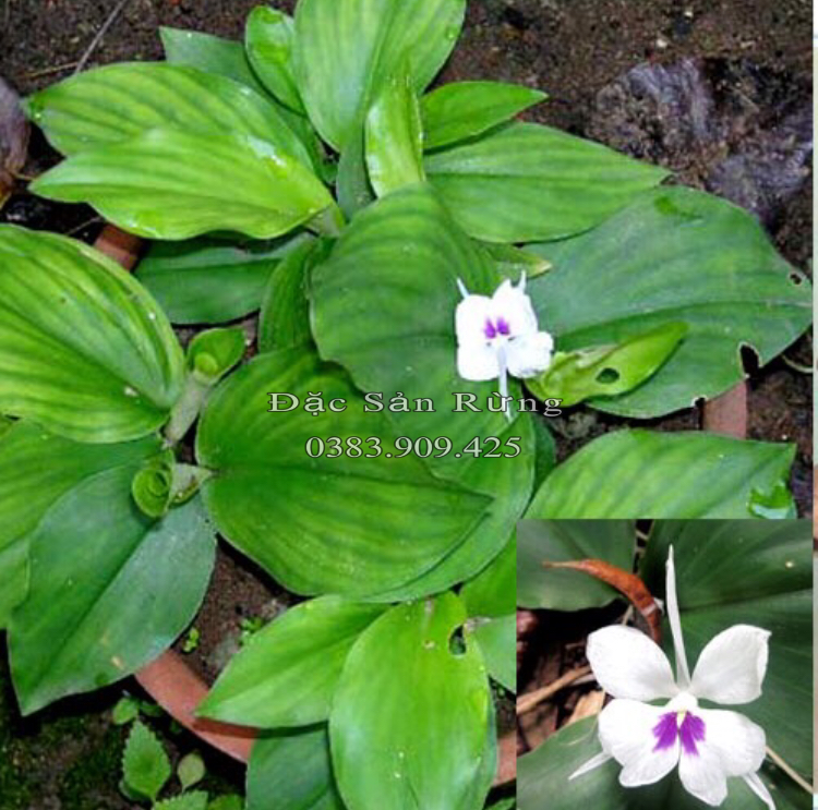 Địa Liền Khô Nguyên Chất ( 1kg ) -  dược Liệu  Sạch
