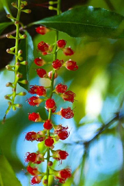 Cây hoa Lộc Vừng đỏ