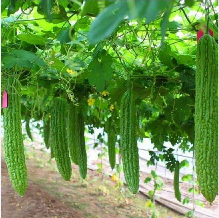 Hạt giống khổ qua khổng lồ (mướp đắng) Thái Lan 5 hạt - VTNT