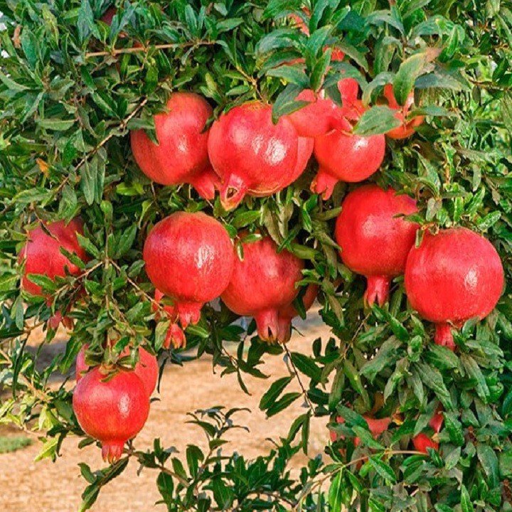 CÂY GIỐNG LỰU ĐỎ ẤN ĐỘ ( 18 tháng cho trái)
