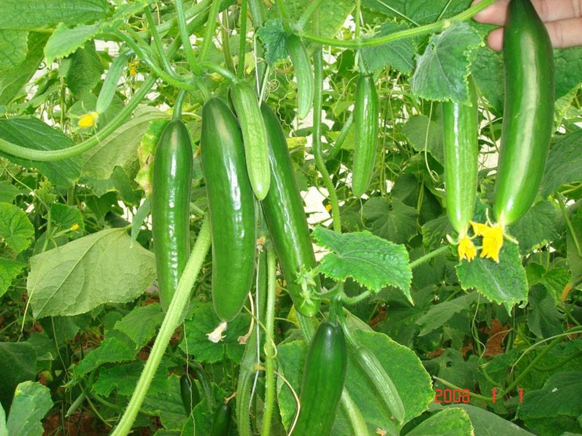 Hạt giống Dưa chuột chùm