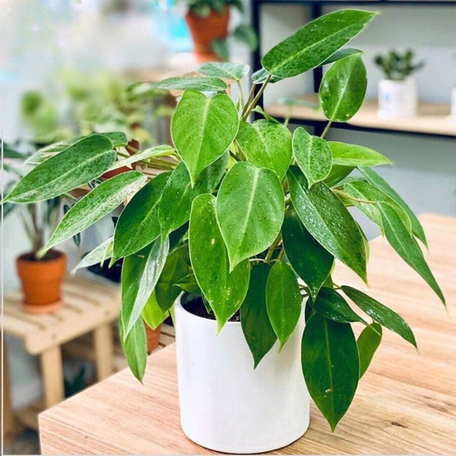 Cây giống trầu bà tỷ phú