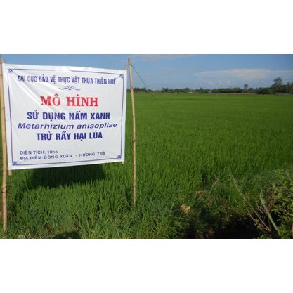 Nấm xanh META -100GR-47K