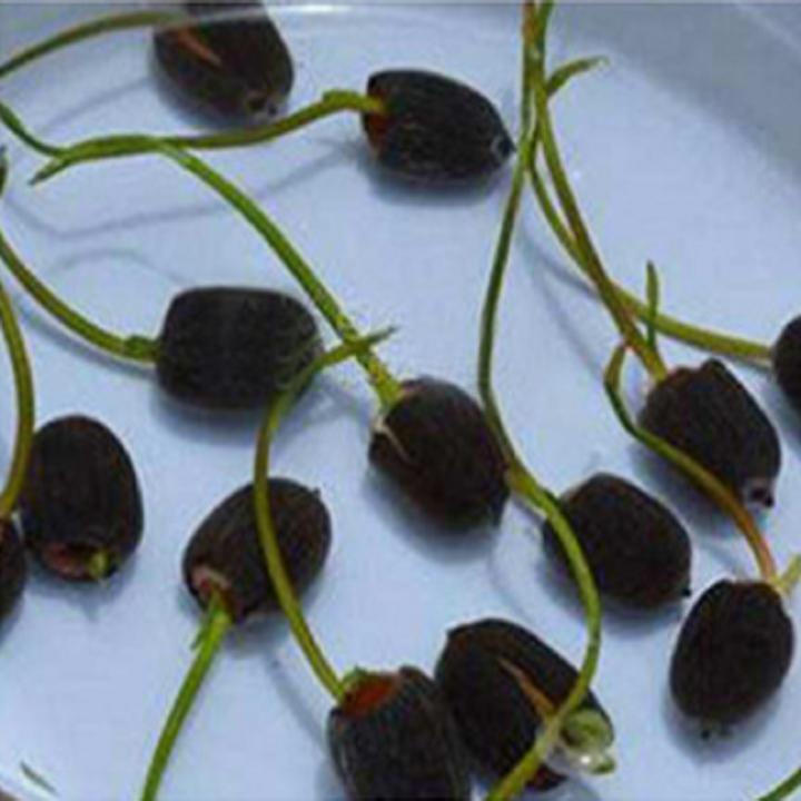 Hạt giống sen nhật mini 10 hạt nhiều màu