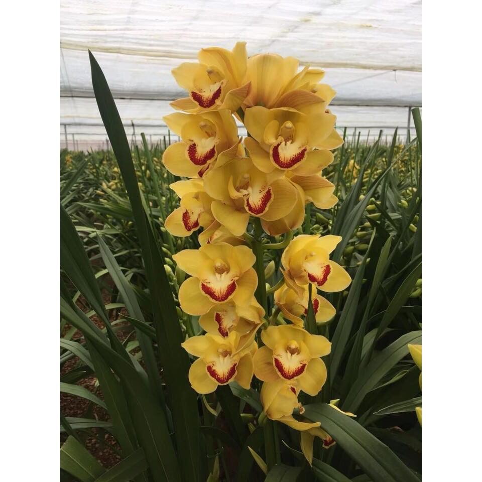 Địa lan sato(1 củ to tặng kèm phân bón) qq