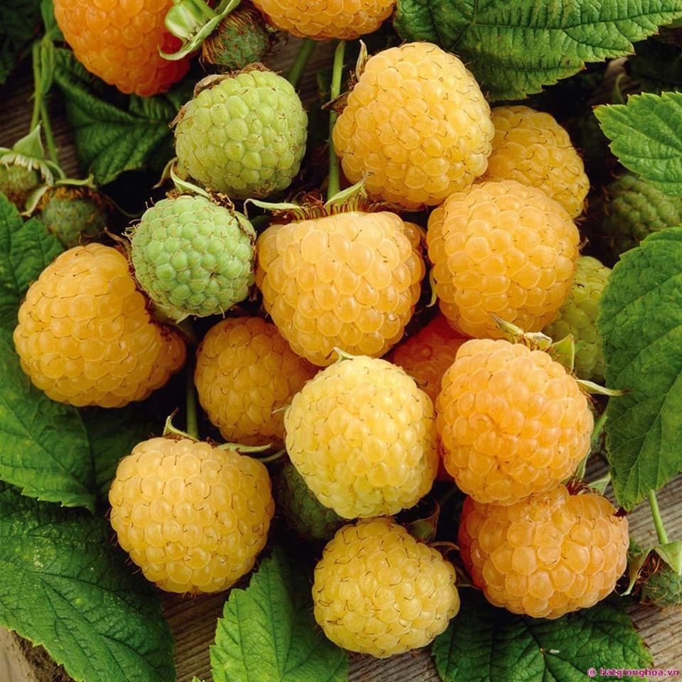 Cây Giống Mâm Xôi Vàng