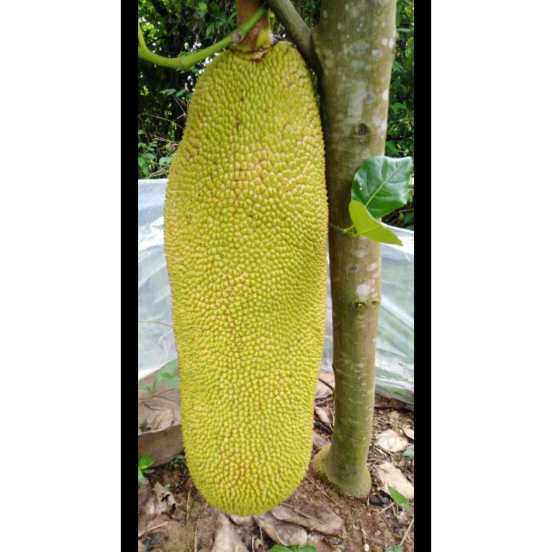 Mít Malaysia trái dài f1 siêu trái