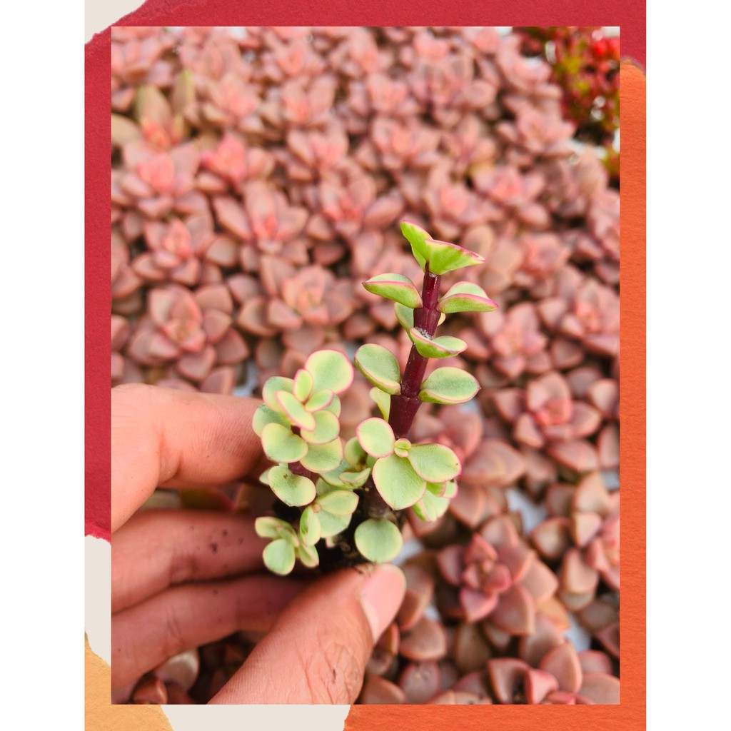 SEN ĐÁ ĐÔ LA SIZE MINI  ĐÀ LẠT  HƯ 1 ĐỔI 1  SIÊU CUTE