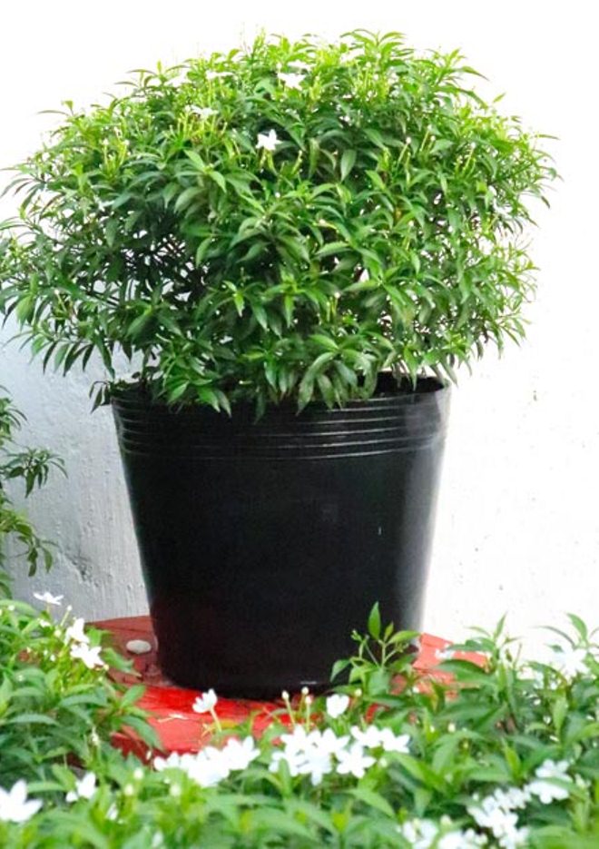 Cây mai vạn phúc