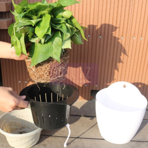 Chậu Treo Tường Trồng Cây Thuỷ Sinh [Kèm Dây & Móc Treo]
