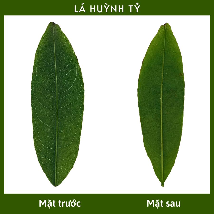 Cây giống Mai Huỳnh Tỷ