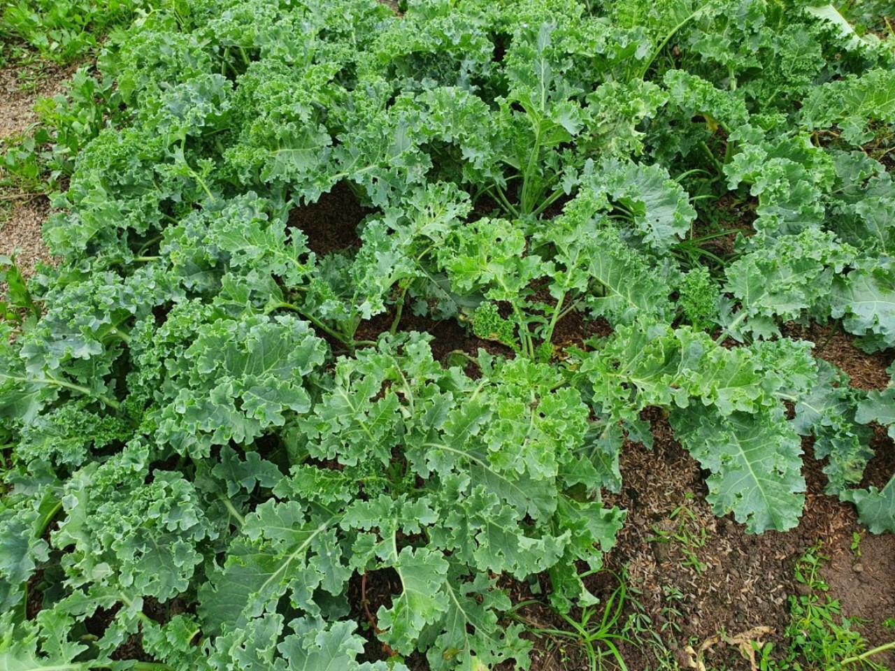 Hạt giống cải xoăn ( cải kale ) RADO 686 Rạng Đông