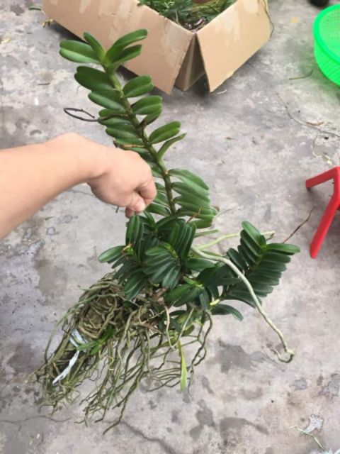 Hoa phong lan cù lao minh
