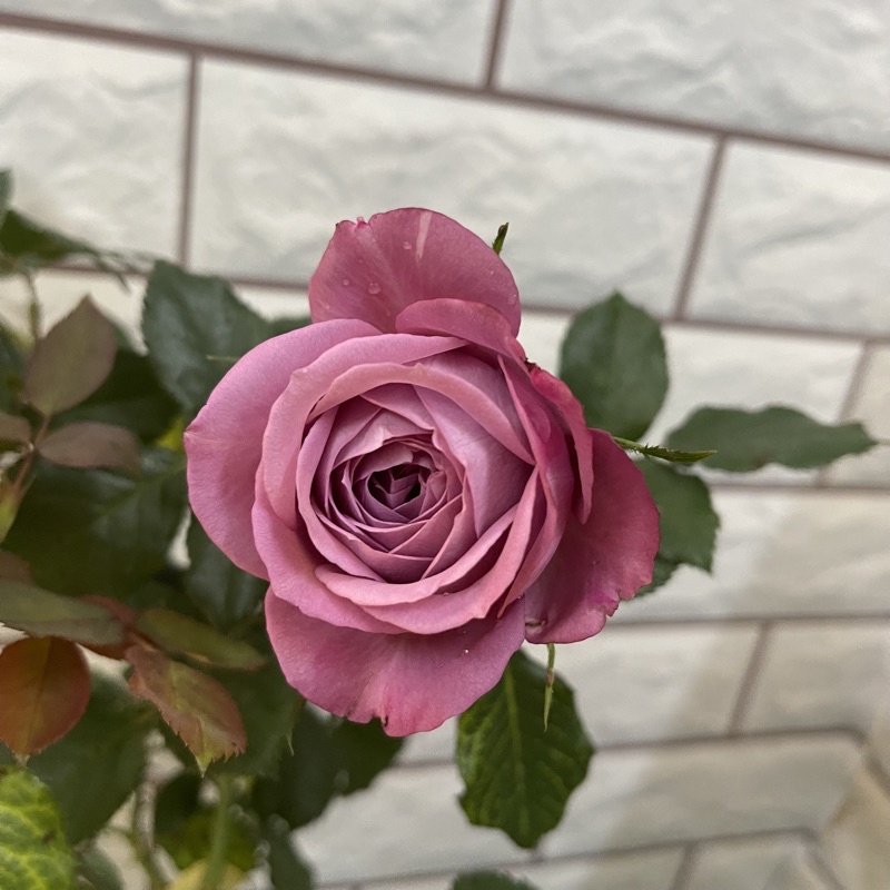 Hoa hồng ngoại tím Purple Tezza , thơm đậm - bầu cây giống phát triển ổn định