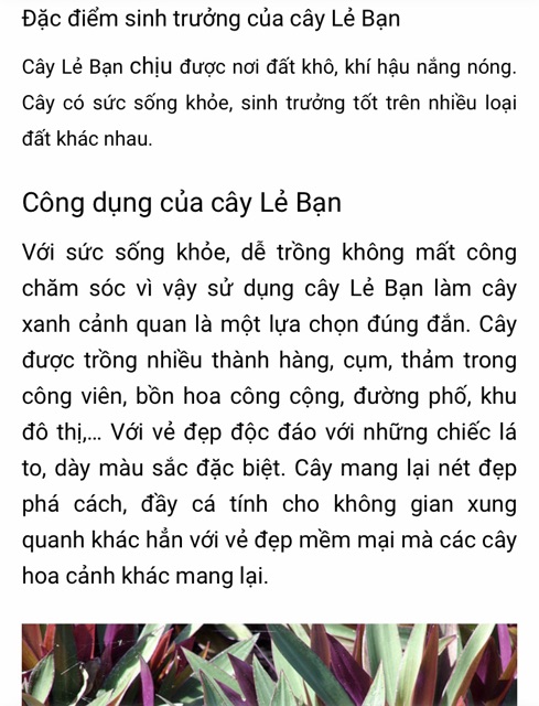 Cây dứa tím ( cây lẻ bạn , sò huyết)
