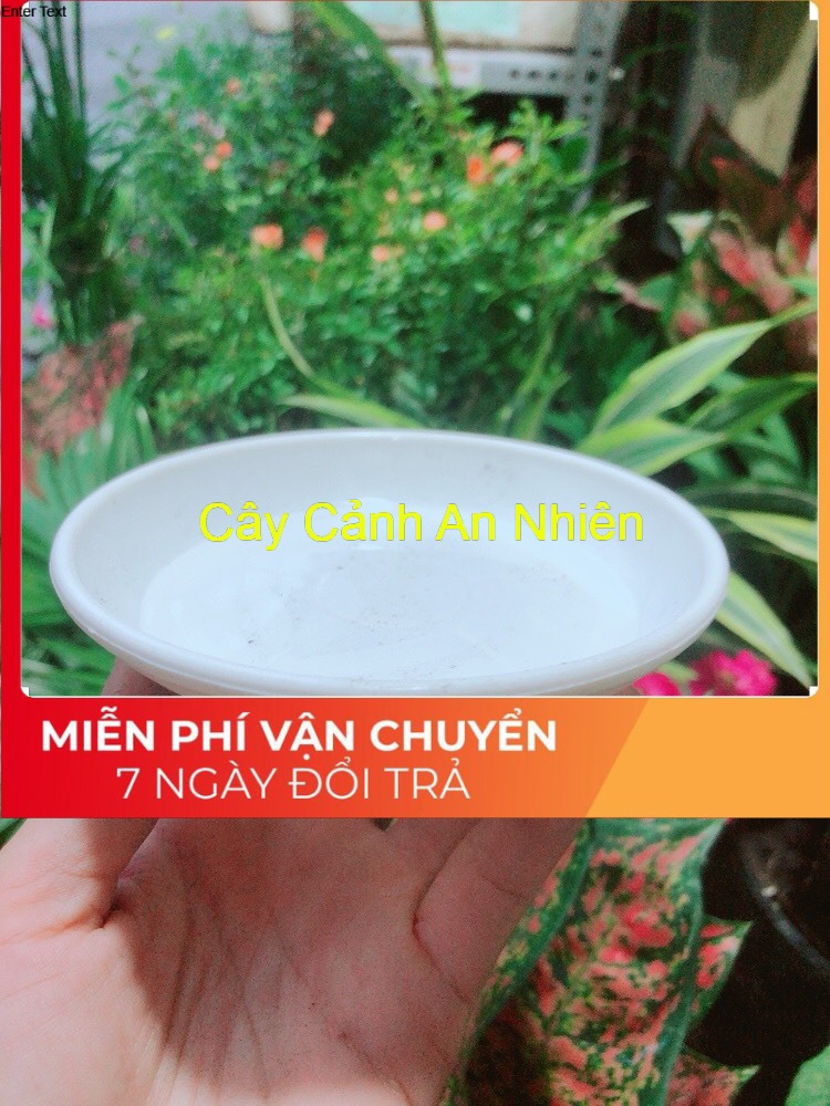 Đĩa lót chậu