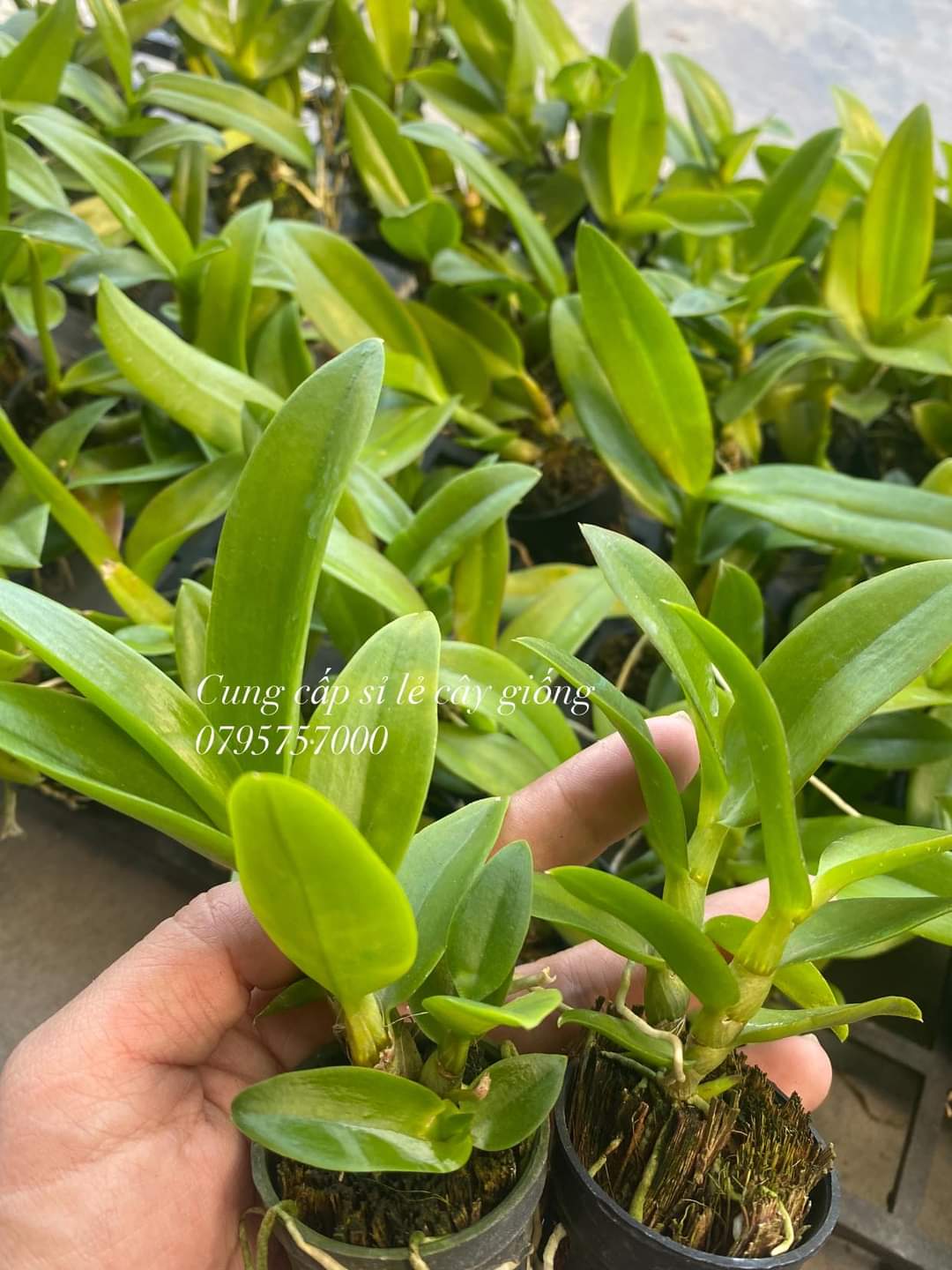 COMBO 10 cốc Giống Denro đủ màu(7-12CM)