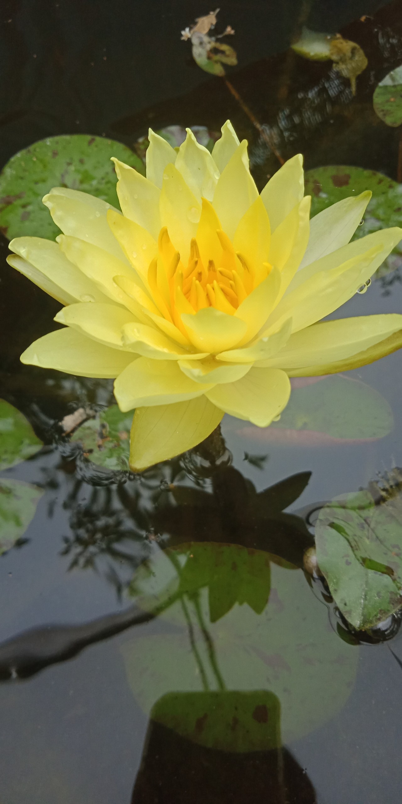 CÂY HOA SÚNG THÁI MÀU VÀNG