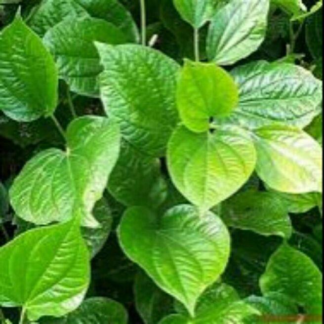 Cây lá lốt( 10 cây)