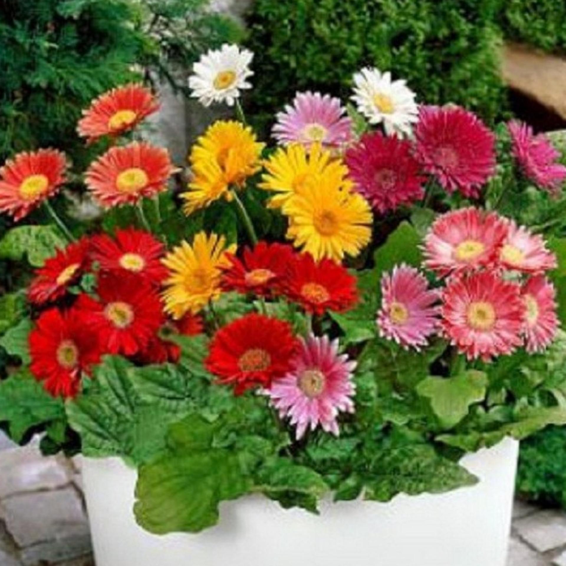10 Hạt giống Đồng tiền mix