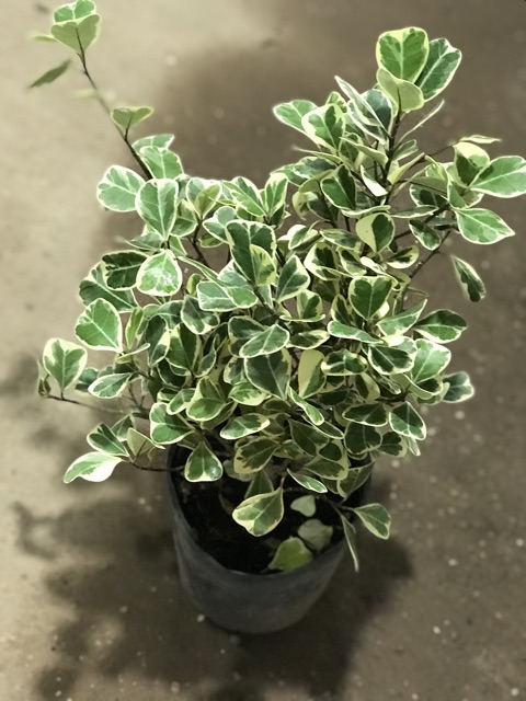 Cây Bàng Cẩm Thạch 20Cm Để Bàn