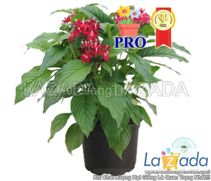 25h Hạt Giống Hoa Diễm Châu Graffiti 20/20 Hồng Ruby (| -KD: B36*X66)