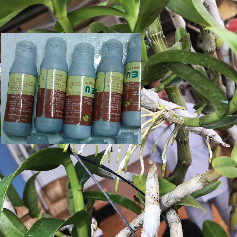 Dung Dịch N3M Kích thích ra rể cực mạnh lọ 20ml