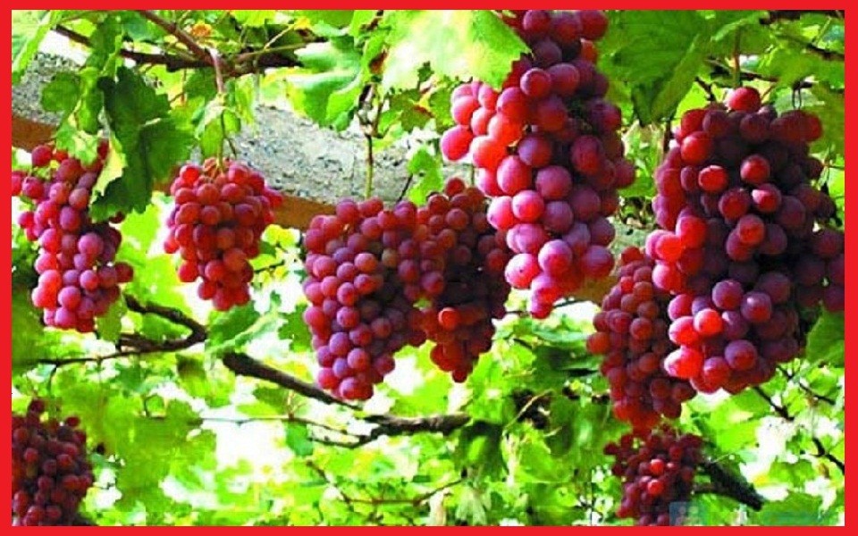 2 cây giống nho Ninh Thuận - C015