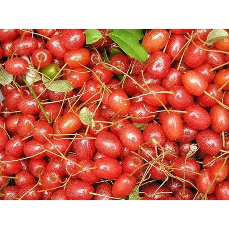 CÂY GIỐNG NHÓT NGỌT CHERRY SIÊU SỚM ( giao siêu nhanh cam kết chất lượng)