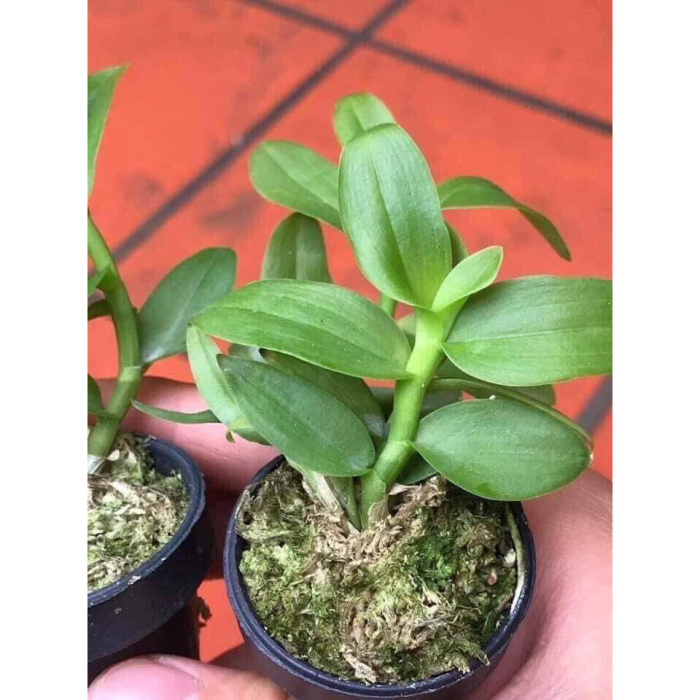 Phong Lan Phi Điệp 5 Cánh Trắng Phú Thọ Cây Giống 5 - 7 Cm