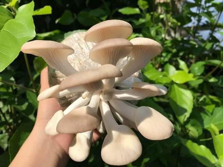 Phôi nấm Bào ngư (Kiện 14 bịch)