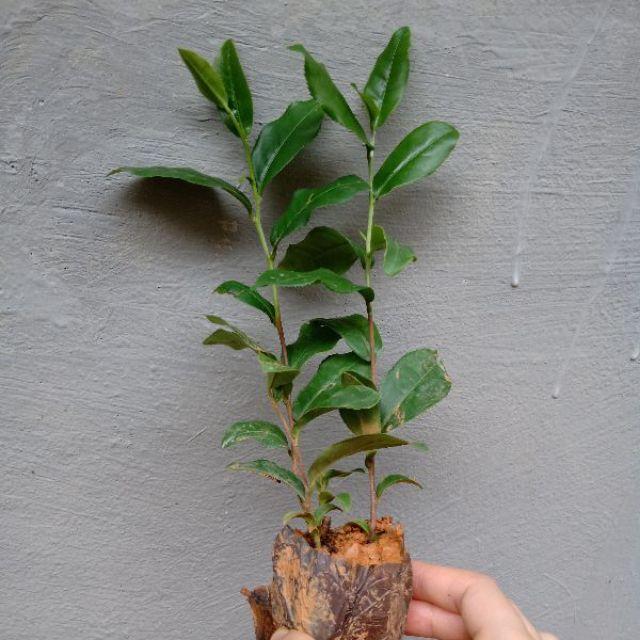 Cây giống chè xanh - chè / san tuyết - chè tân cương cam kết chất lượng cam kết chất lượng
