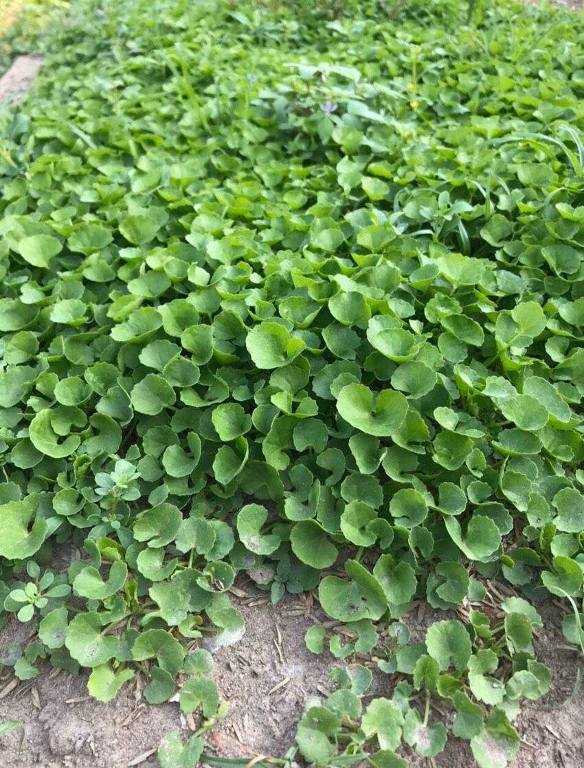 [HCM]Hạt giống rau má lá nhỏ