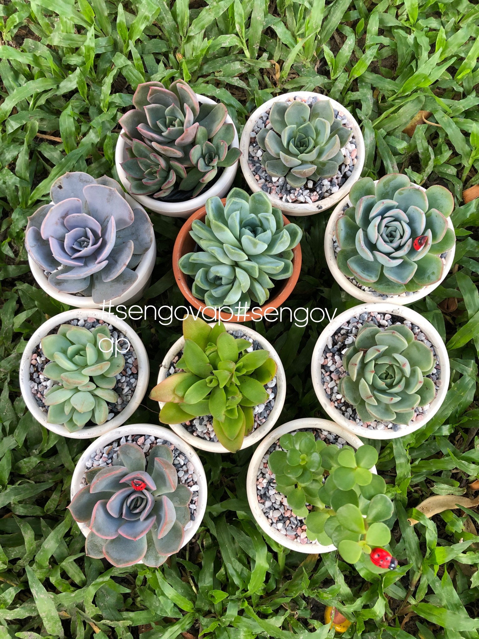 [HCM]Combo 10cây  sen đá siêu xinh (chưa bao gồm chậu)