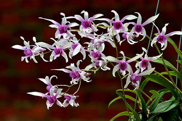 CÂY Lan denro hoa siêu đẹp giá siêu rẻ